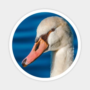 Beautiful Mute Swan Portrait Magnet